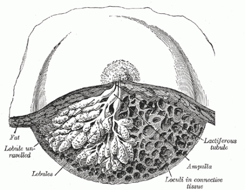 The lactating breast. Click to enlarge.