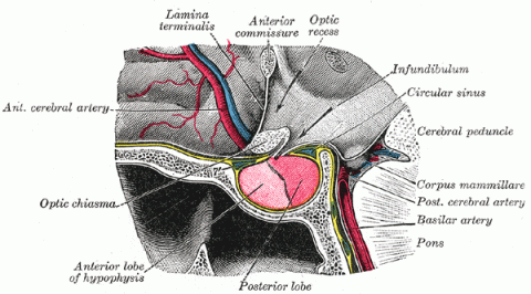 The hypophysis cerebri in position. Shown in sagittal section. Click to enlarge.