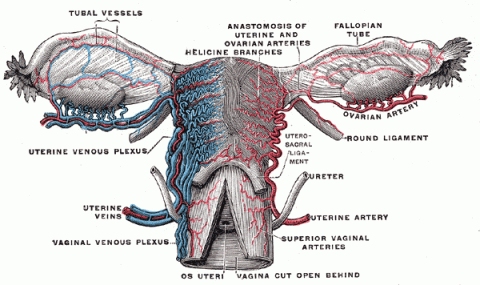  Vessels of the uterus and its appendages, rear view. Click to enlarge.